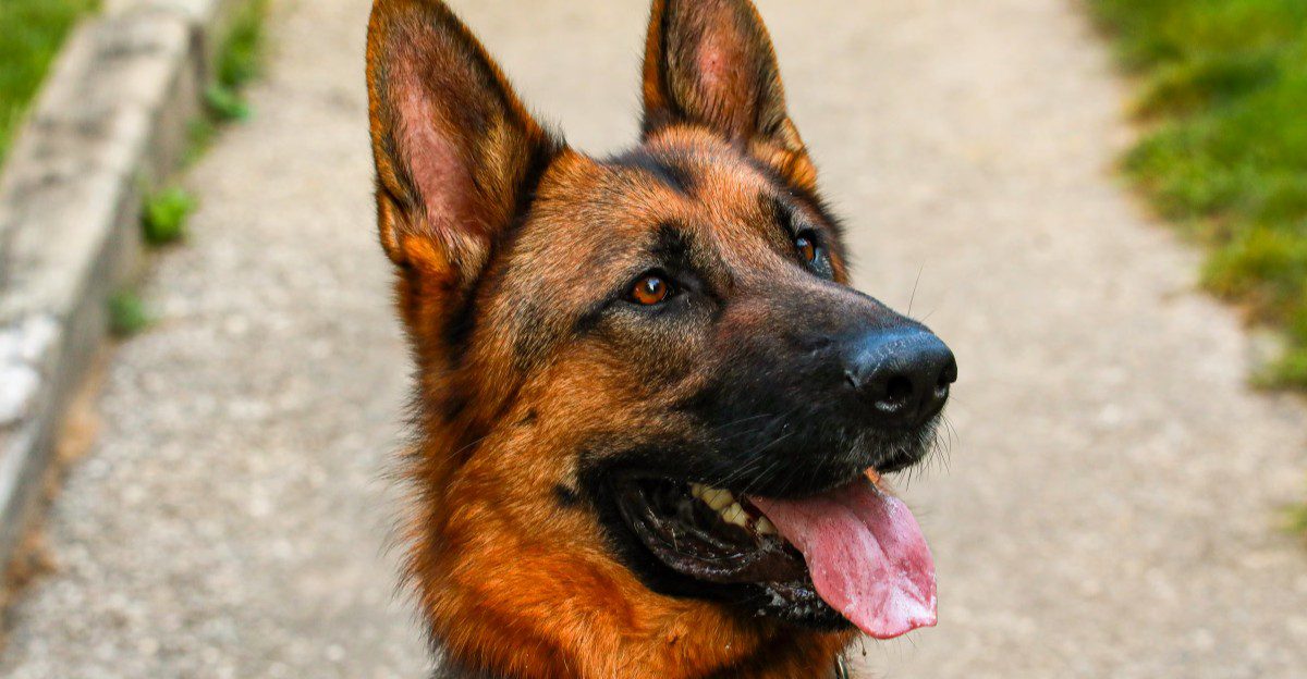 These breeds can follow scent trails that seem almost nonexistent to their owners 1 featured image 8e42832eb4e3 b180d246147b