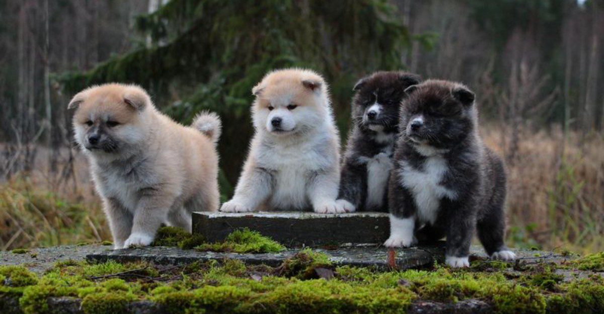 How much would you pay for a puppy? These breeds can push that answer surprisingly high 1 featured image 94cdb161c748 6352cd294856
