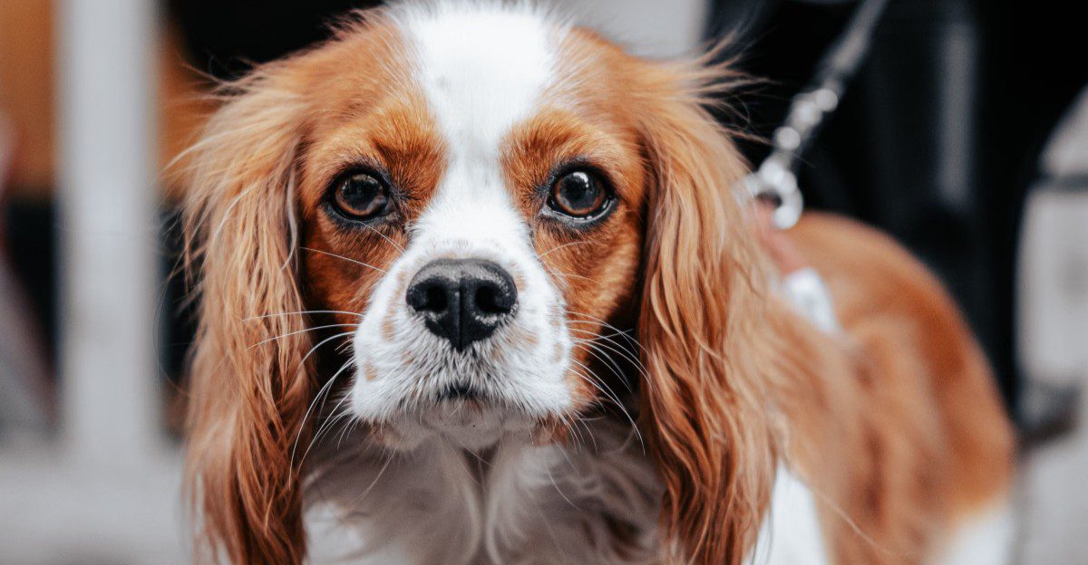 America has thousands of dogs to choose from - Yet these little breeds keep ending up near the front of the conversation 1 featured image 95c405098310 52e9ec0bbb46