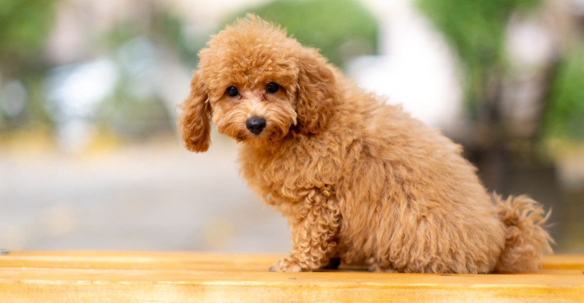 Careful breed research can make these dogs especially interesting choices 1 featured image 976a45f3583b f9003569546c