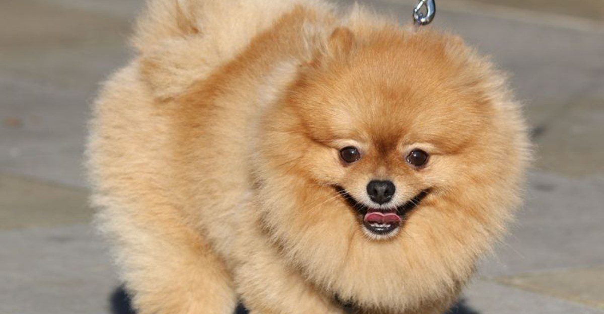 These dog breeds are finding their place in the lives of younger city owners 1 featured image 98016f5fcf7b d85f80bb011e