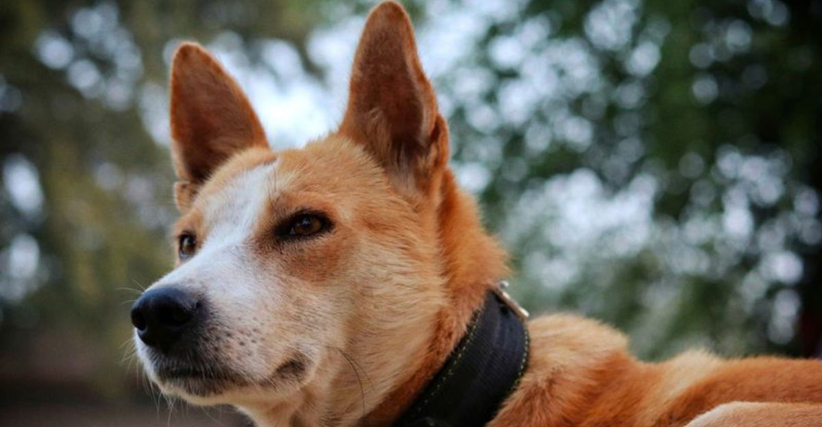 Training experience helps, but these dogs can still make owners question everything they know 1 featured image 9a27740cc475 5f9c2a197a15