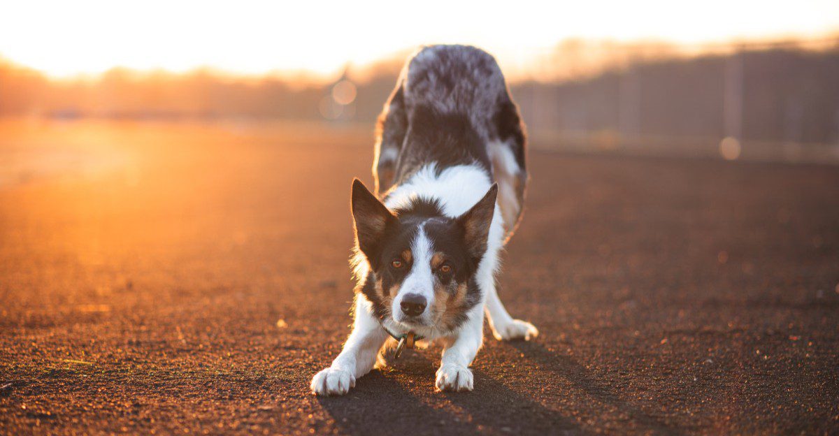 You removed the flock but not generations of working instinct - These herding dogs still need somewhere to put that brain 1 featured image a05979726b6a 837a36374210