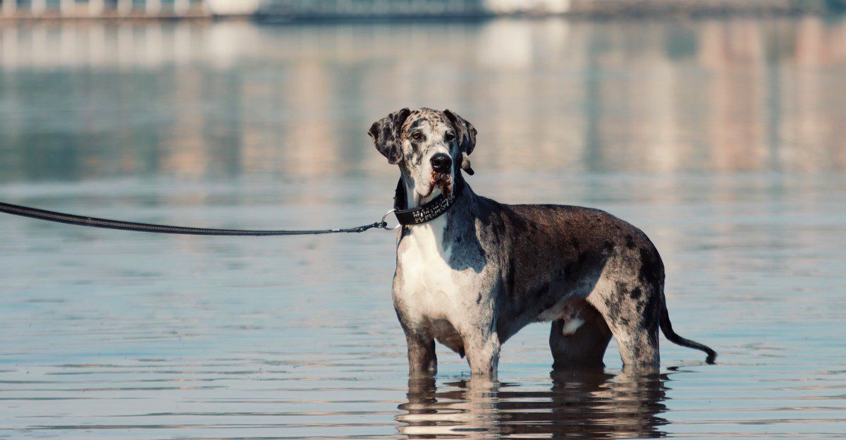 10 low-maintenance dog breeds - plus 4 whose beautiful coats come with a catch 1 featured image a3ee0aac5d58 bf6d5d8d8353