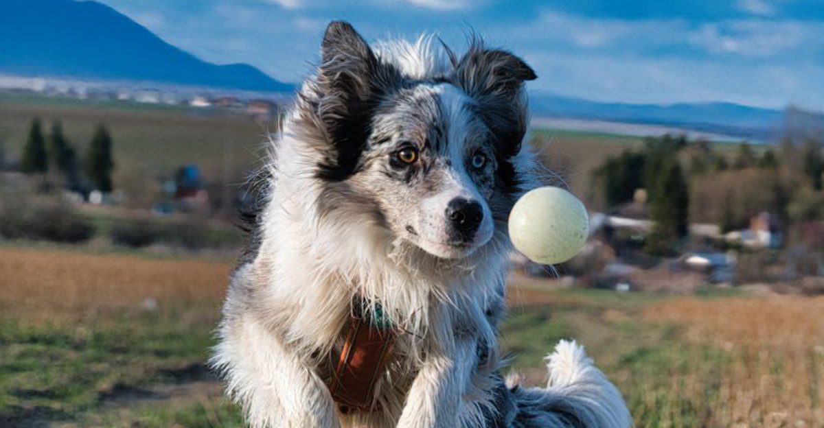 One look at these 13 dogs and you know they weren't built for sitting around 1 featured image b000bcab0c83 046f23c53420