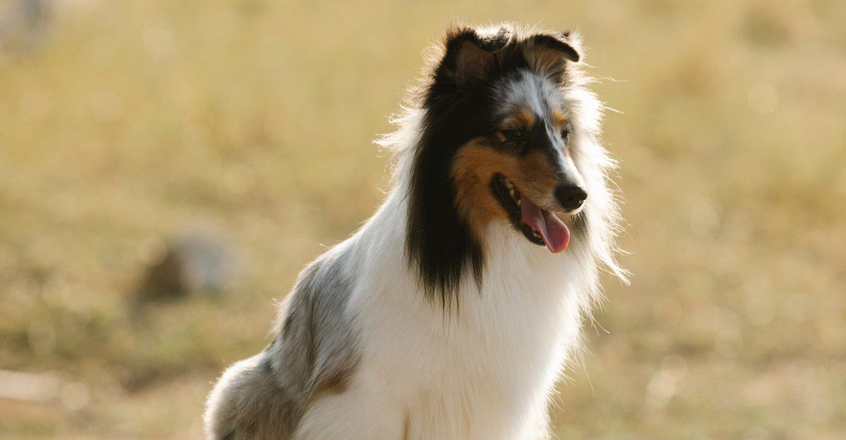 You fed the dog and finished the walk - These breeds may still be waiting for the part they need most 1 featured image b2c2c858c07f 33ac6bc45254