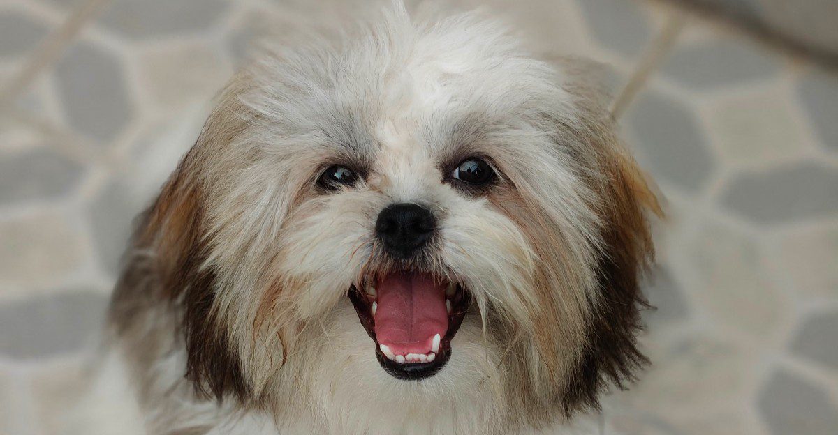 Want a dog that doesn't treat every window like a security checkpoint? Start with these calmer breeds 1 featured image b750d063e208 0c4472e47bf1