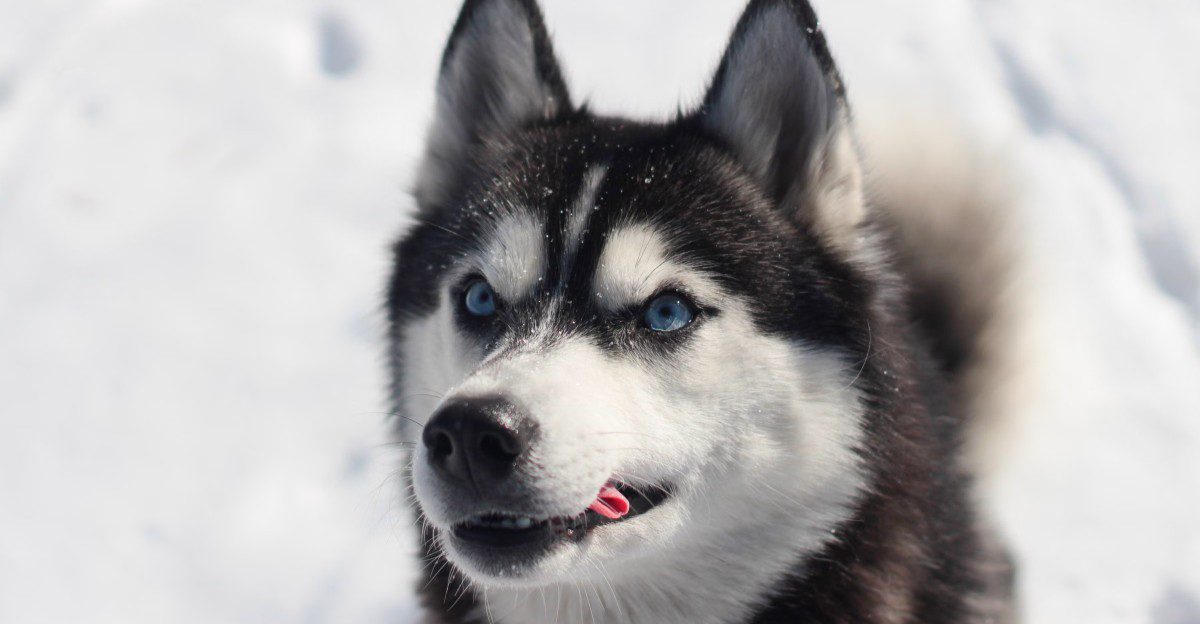You call it freezing - These dogs may call it perfect walking weather 1 featured image b7b13c0fb5ee 192950e0b633