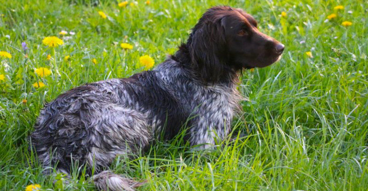 You adopted a pet - but these 12 rare dog breeds may think you just gave them a job 1 featured image b7db2a33284b e0c9928ff512