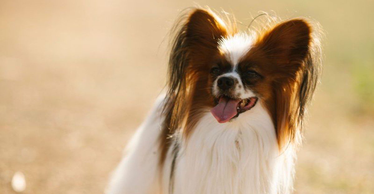 Urban dog owners may find plenty to appreciate about these adaptable breeds 1 featured image b99ea4ee08fb d4c2fbde4185