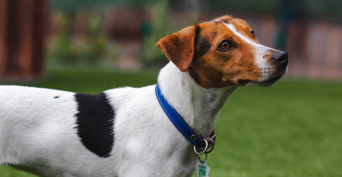 10 dog breeds that can struggle even in loving homes - plus 3 that adapt to almost any routine 1 featured image bbc674f68812 7a6cbc54d6b3