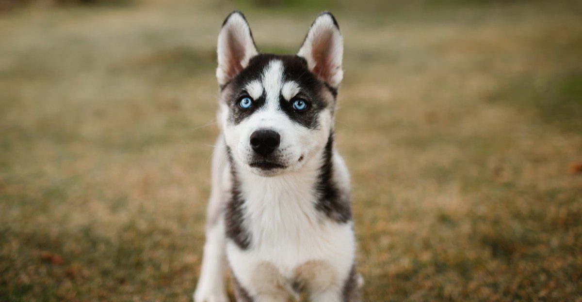 These 11 dog breeds may behave perfectly on leash - but freedom can reveal another side 1 featured image bc59209454de e1dda44e4357