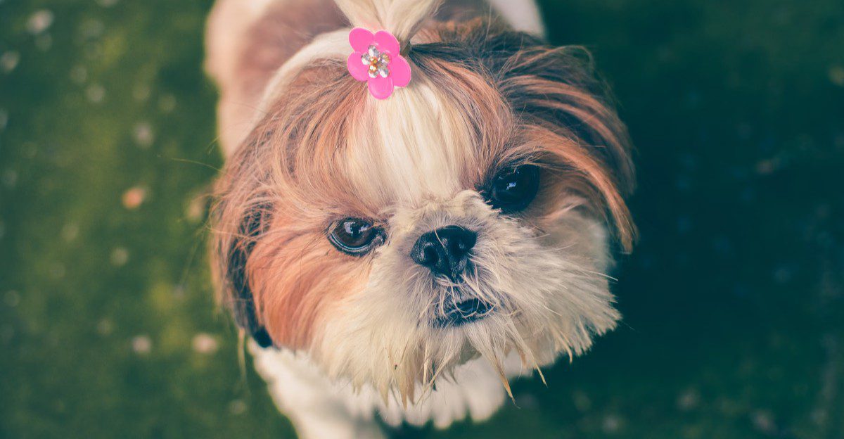 Fall in love with these dogs first and you may discover the maintenance schedule later - A few breeds flip that script 1 featured image c1058e016ada 9906bad1b4ed