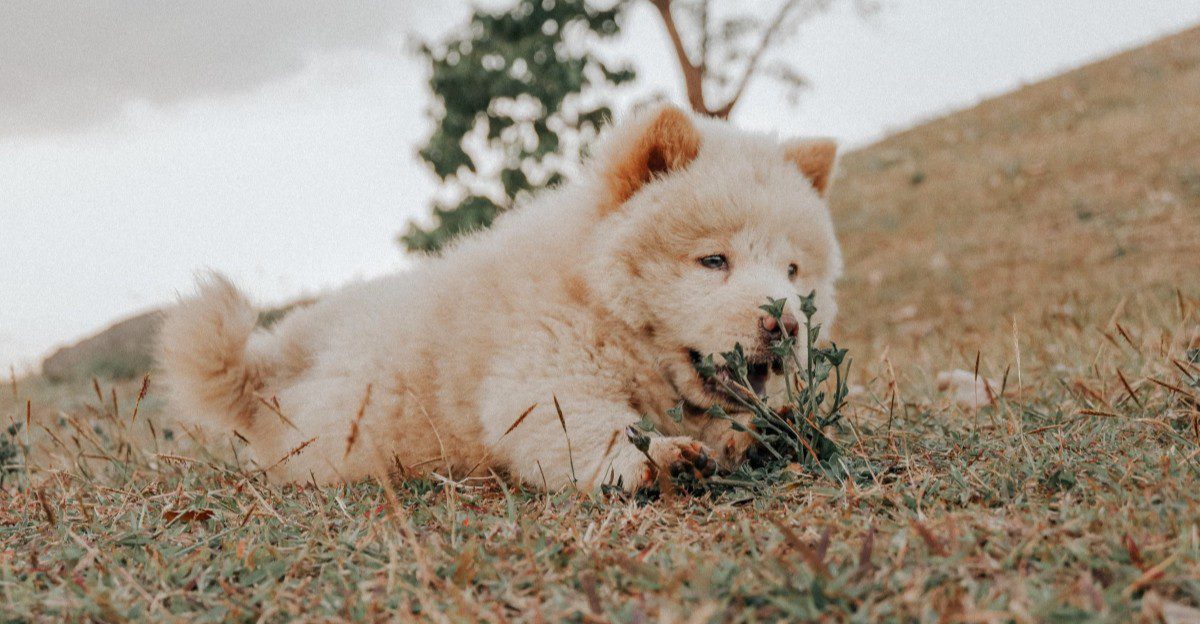 Think every dog dreams of road trips? These breeds may prefer staying home 1 featured image c10bf4fda2f8 40f91f21fa24