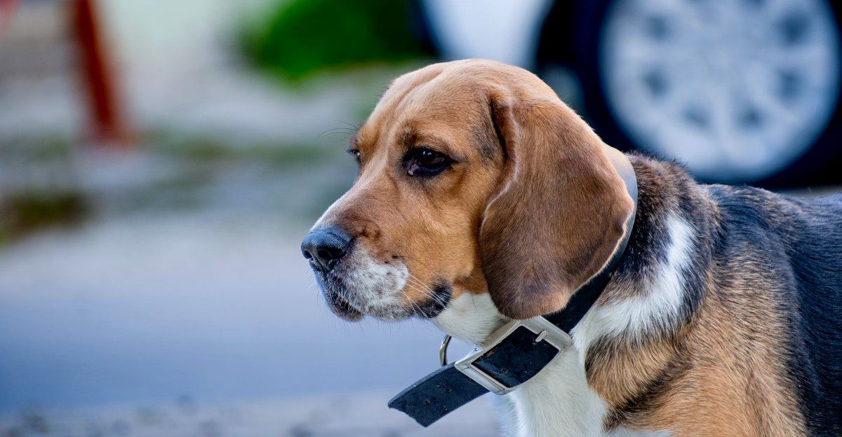 Love traveling by car? These breeds can make easier road-trip companions 1 featured image c73a41f2b5fa 7fd6eba8b33c