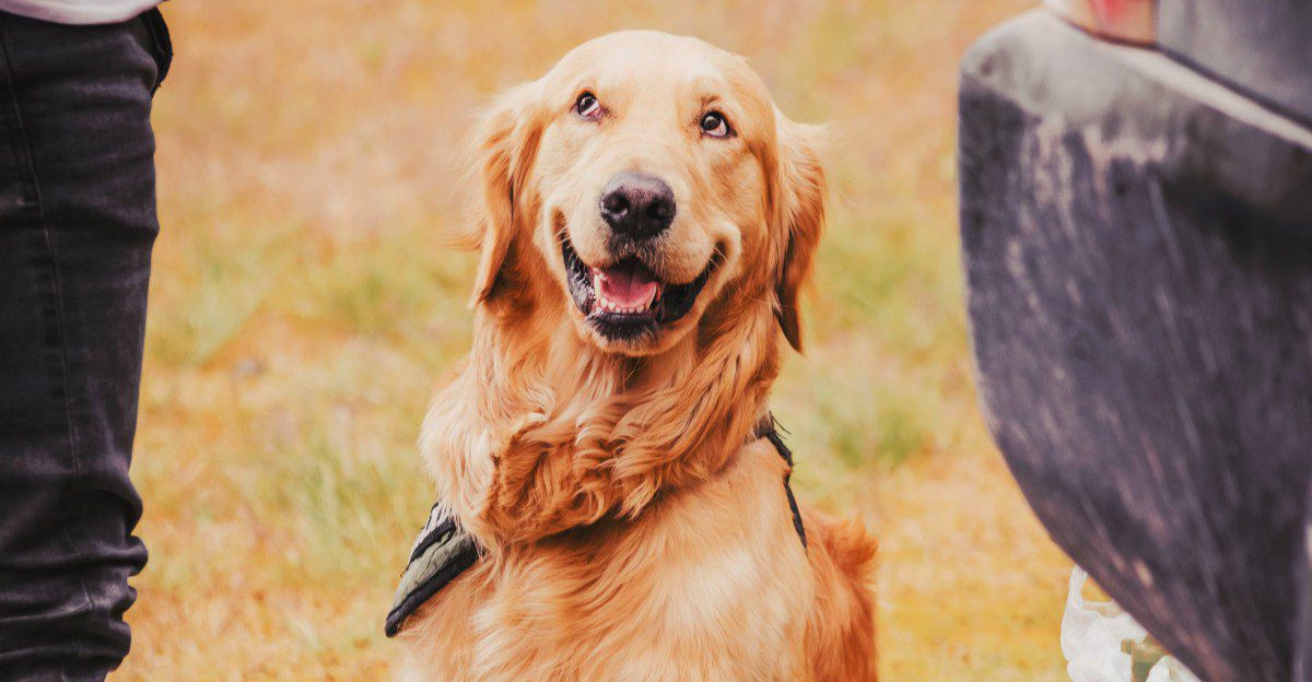 10 dog breeds where one strange smell can be easy to dismiss - until you realize why it changed 1 featured image c8a2cd46902f e2cf26eafb77