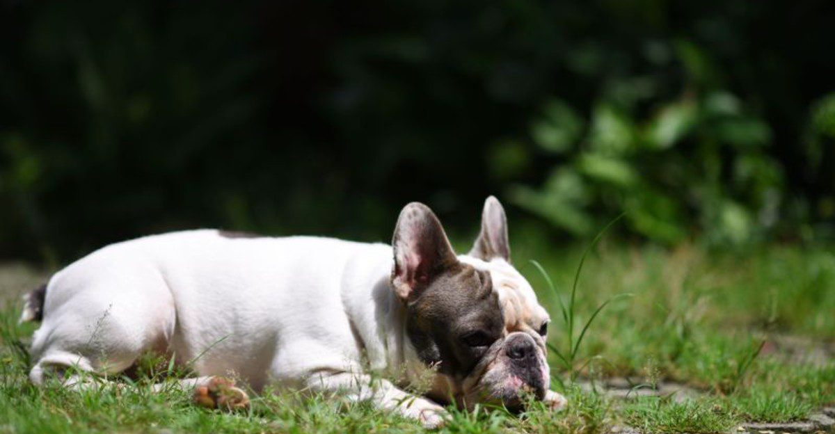 The dog snoring beside you may be smarter than the one showing off tricks - These 10 breeds prove why 1 featured image c97115d91119 96938a064798
