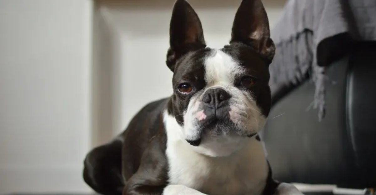 The wrong dog can make retirement harder - These breeds may fit a slower lifestyle better 1 featured image cae00b08d52b 03d486d45596
