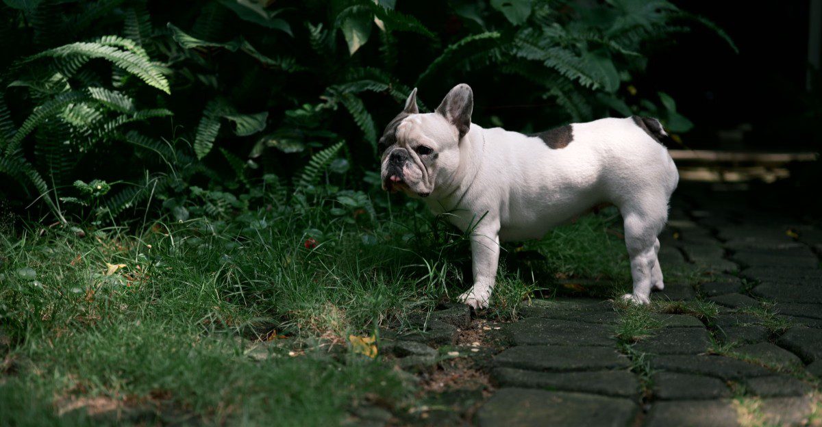Warm day, short walk, no problem? These breeds can prove that assumption wrong surprisingly fast 1 featured image cc62b7508a21 a6ce38141871