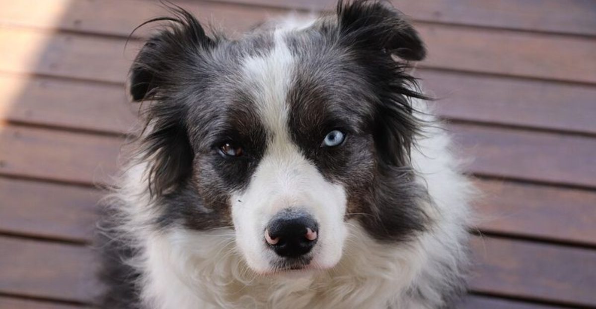 Bring home one of these energetic breeds and your lazy mornings may quietly disappear from the calendar 1 featured image ced0b543d510 a6bcfbf5d8ec