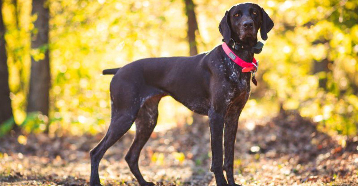11 dog breeds that seem perfectly relaxed indoors - Then the front door opens and everything changes 1 featured image cf8e14a6230c ff7db76a5fb1