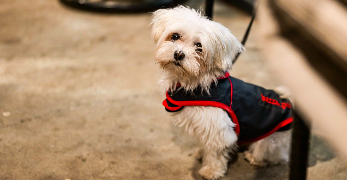 Want companionship without constant commotion? These dogs may match the rhythm you're after 1 featured image d37e1b4f9b39 416d35f4f682