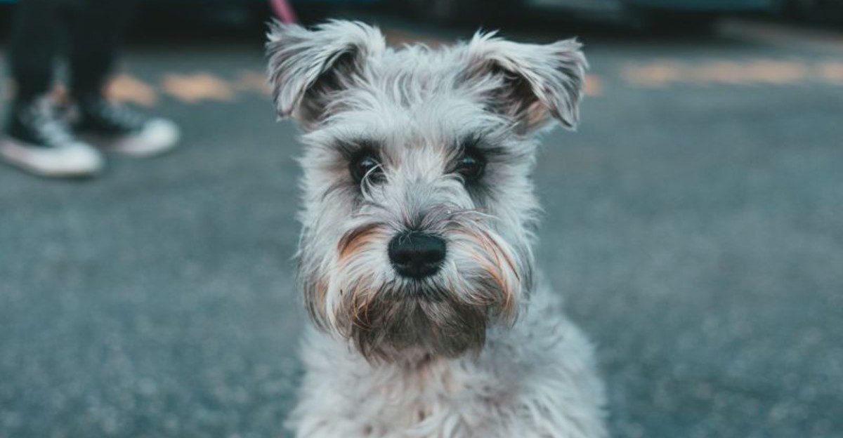 Meet these dog breeds once and it's easy to understand their fiercely loyal fan bases 1 featured image d82fe7e6ade7 2db67abeaefd