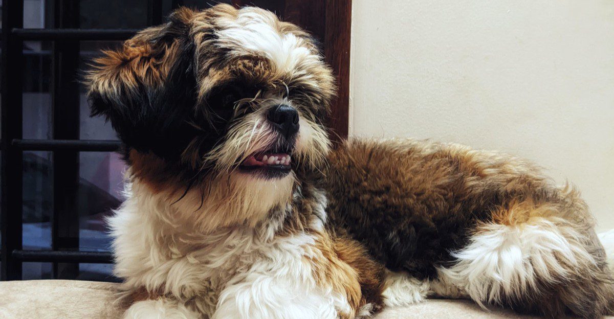 A dog may be perfect today - These breeds also make sense when you think years ahead 1 featured image da2b81b70a9d 9a7f3df6ee12