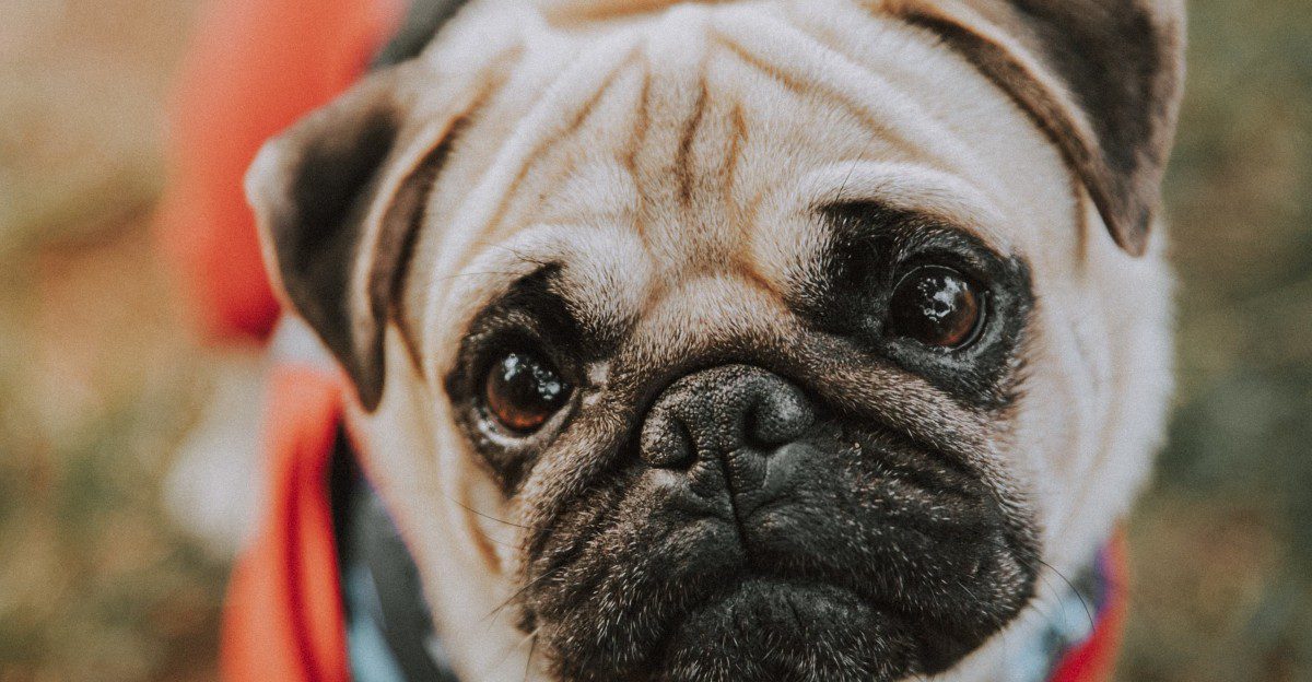 If personal space is precious, these breeds may test that belief from day one 1 featured image da7036a4ad31 dbb63b4cdcb6