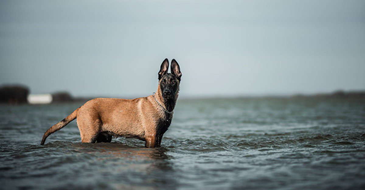 These dogs can be incredible in the right hands - And a nightmare in the wrong situation 1 featured image db8ce3c534d7 4fb3f1a219d2