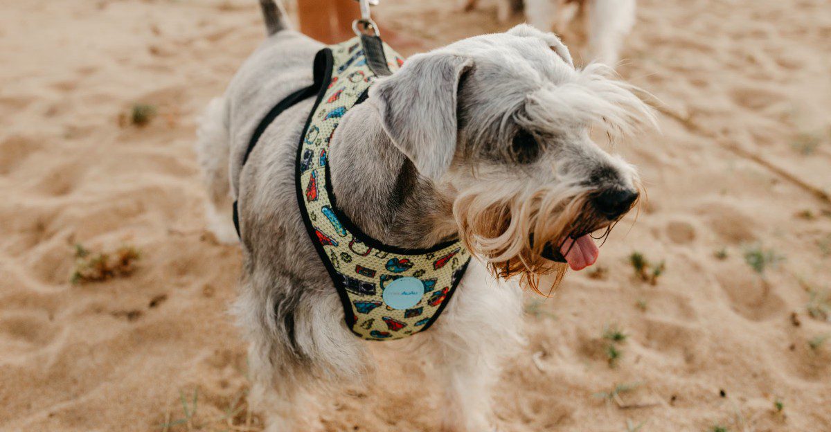 These clever dogs often catch on quickly - As long as the rules don't keep changing 1 featured image dd73bf865130 0cac33739166