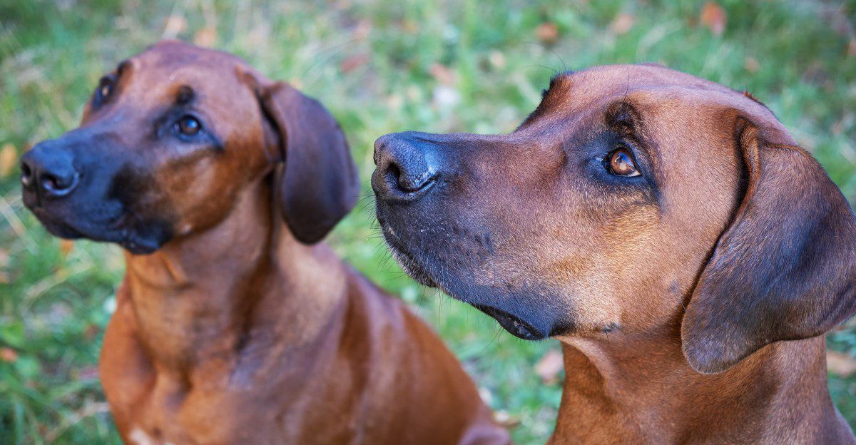Every hugely popular breed had a time when most people barely noticed it - These dogs may be worth discovering early 1 featured image de40b74c9a4a 6c66b2f5b91f