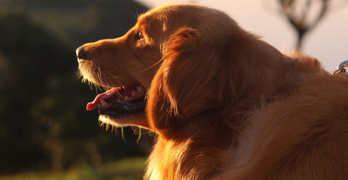 Some dogs lose interest after a few throws - These breeds are often ready for another 1 featured image e1b1c928bd25 594033cd6534