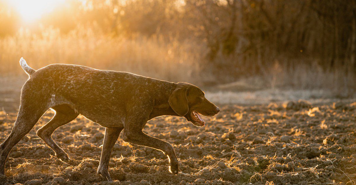 Think your dog has forgotten you're on a walk? Its nose may simply have found a story you can't access 1 featured image e6964fdae773 be36ef31b9c1