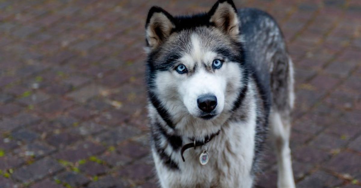 Owning a smart dog sounds impressive - Until the dog starts outthinking you 1 featured image e7859e212bb6 3d2190df5128