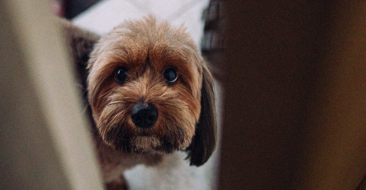11 subtle signs your dog is deeply loyal - and 2 that have nothing to do with following you around 1 featured image e8dec1b6400e 7d0588b617cb