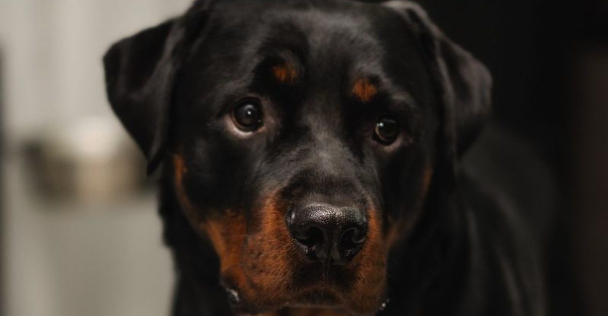 These dogs don't need to announce how powerful they are every five minutes 1 featured image e9219da9c758 395b9eceb9b9