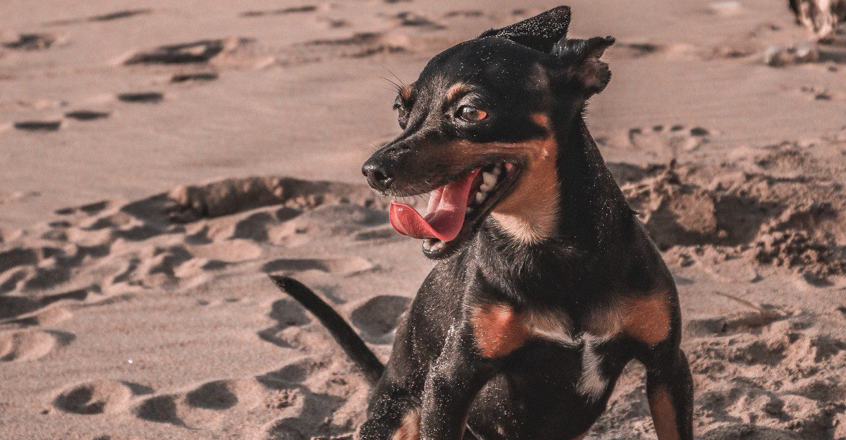 Pet another dog and suddenly these breeds may become very interested in what you're doing 1 featured image ed9b62de2c93 a3f9d28c5032