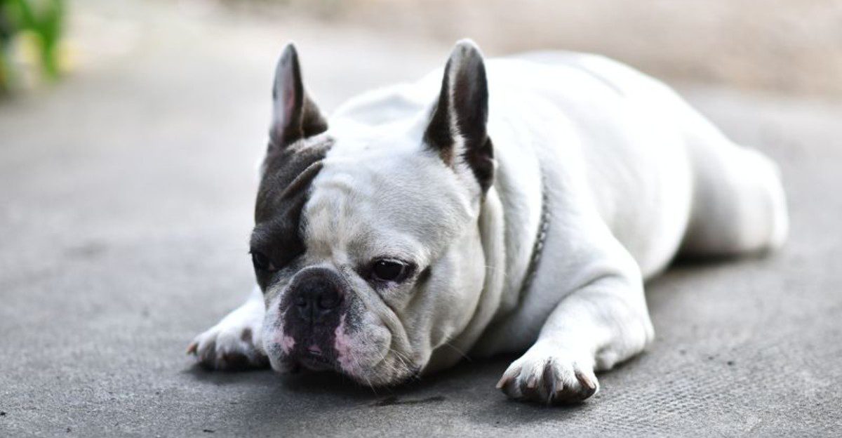 Hotter summers can be harder on dogs than owners realize - Breed traits make a difference 1 featured image f575dd3b56b6 eb4cf71a6e23