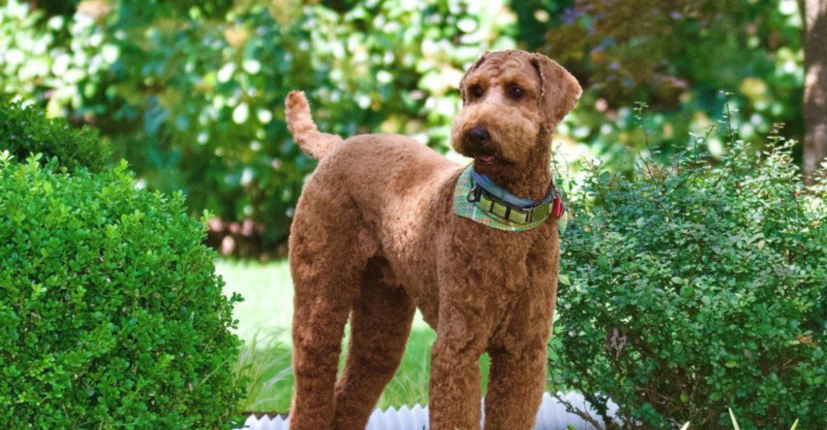 The next dog everyone suddenly wants may already be hiding in plain sight 1 featured image f7bad5348188 6104ab79c89f