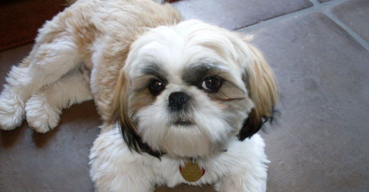 Small home, small dog, enormous attachment - These breeds take companionship seriously 1 featured image f8b589382bd1 358be19a141d