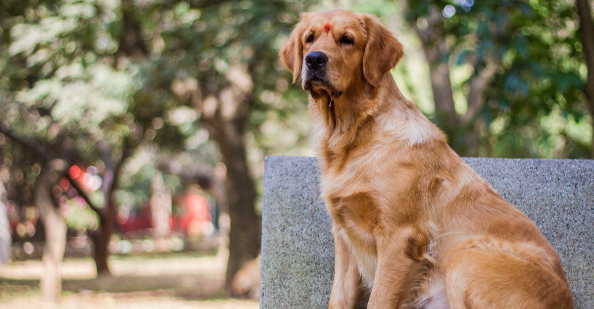 Spend years with one of these dogs and you may start wondering who copied whom 1 featured image fa5373719758 54a3c5237d31