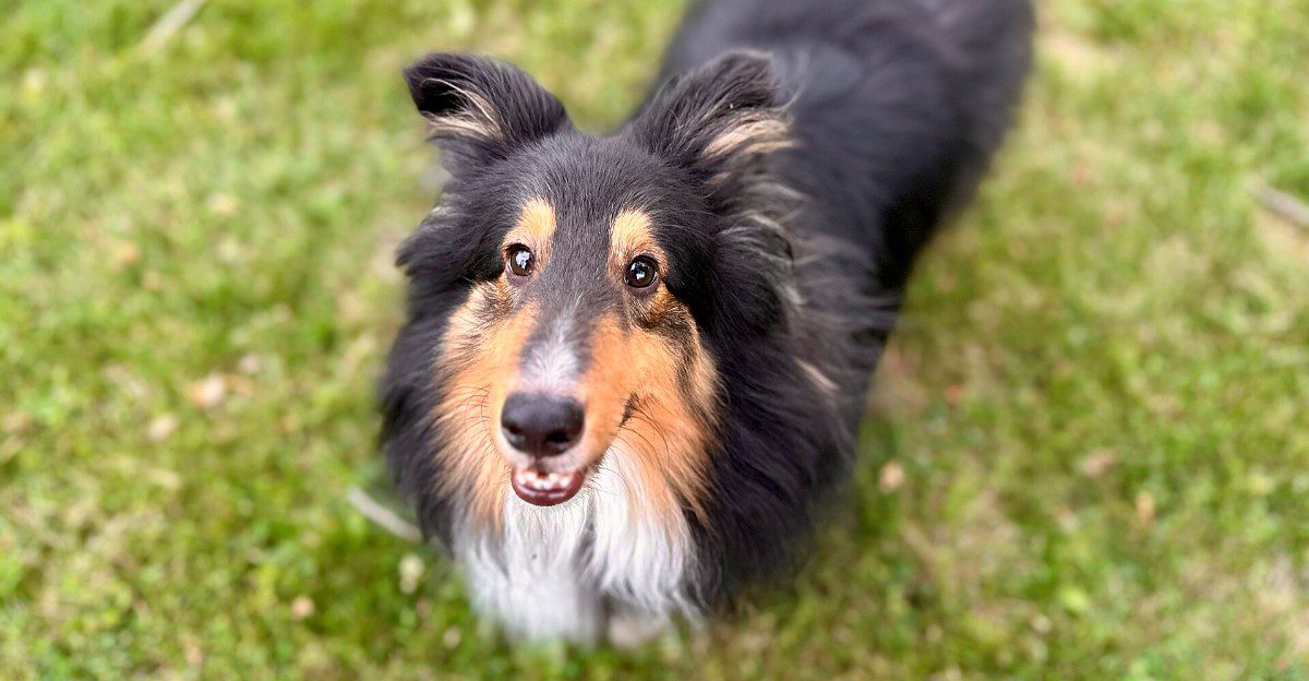 10 dog breeds that thrive when the rules never change - plus 1 that may question who made the rules 1 featured image fae4a8b1f88e 5aef33cb7bd4