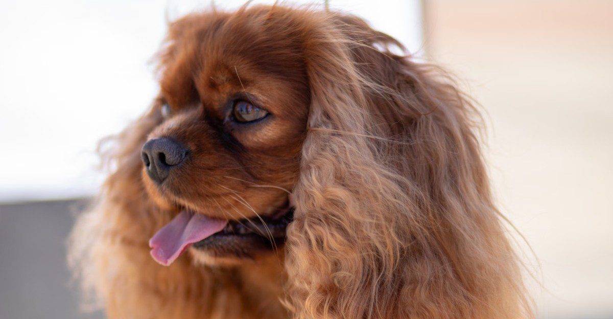 Getting a great photo can feel almost effortless with these naturally camera-friendly dogs 1 featured image fc8c51f59f5a 2744c5c67e4a
