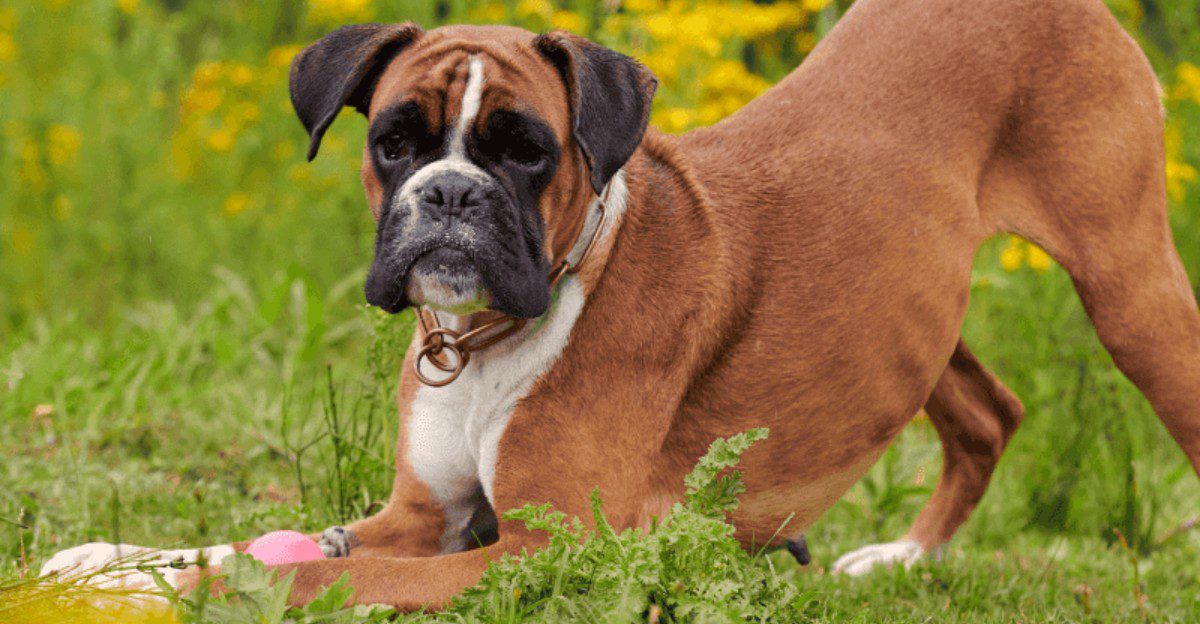 A dog that reacts to everything isn't necessarily the dog you want protecting your home 1 featured image fcf1d200650a ca229c7c9cfc