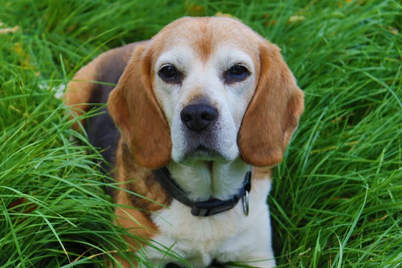 15 dog breeds that forgive almost anything – plus 4 that never seem to forget a bad experience 1 featured image 002fdc4741d5 90033c30a369