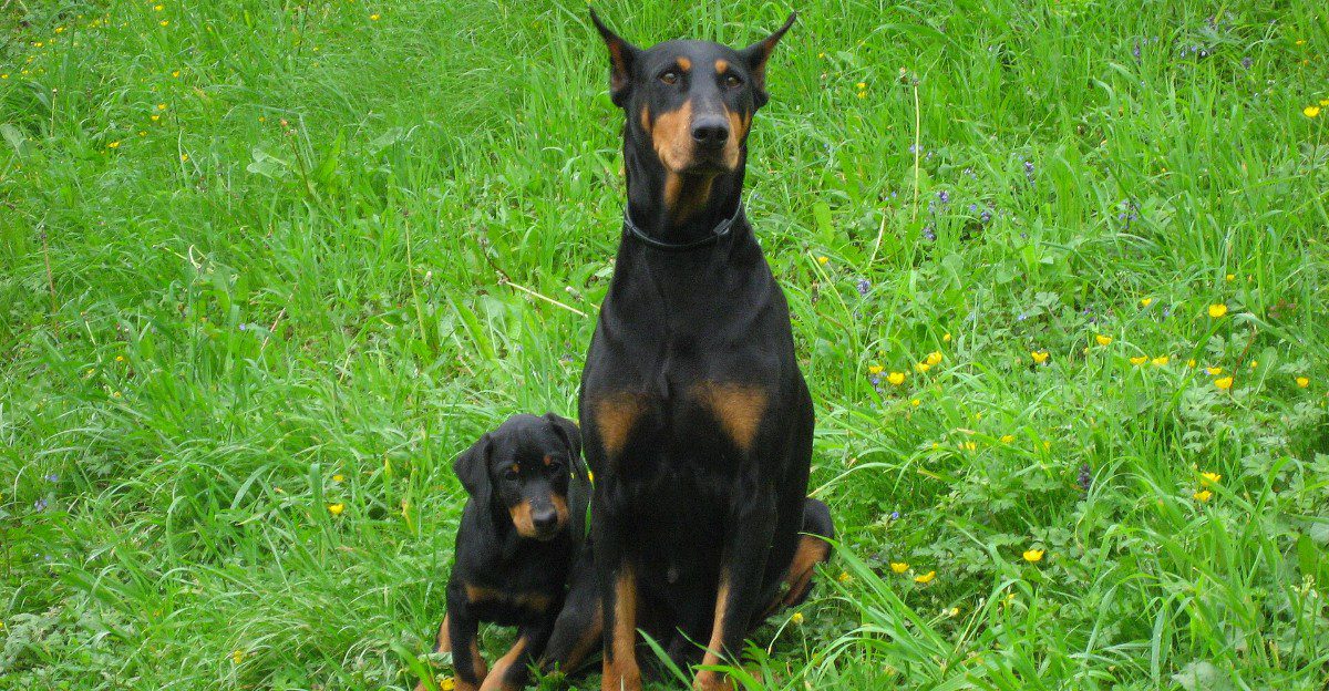 10 dog breeds that seem to watch you and the neighborhood at the same time - plus 3 more laid-back companions 1 featured image 005cd563716d 31dab2d6c20a