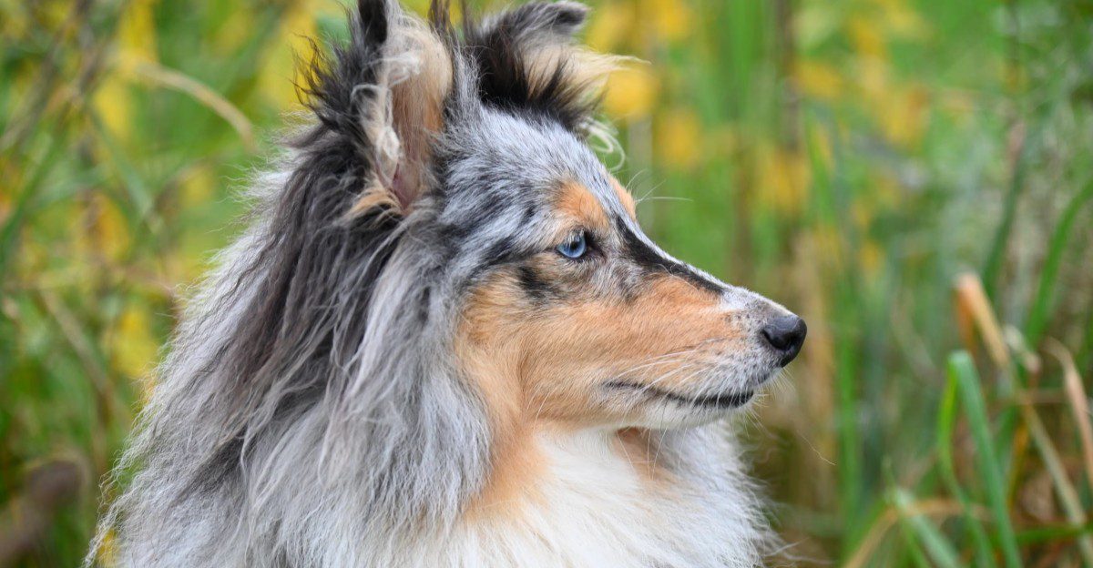 Your dog has plenty of canine friends - so why does it still prefer you? These 11 breeds may explain 1 featured image 0eb634f1d73d 4dd99247748a