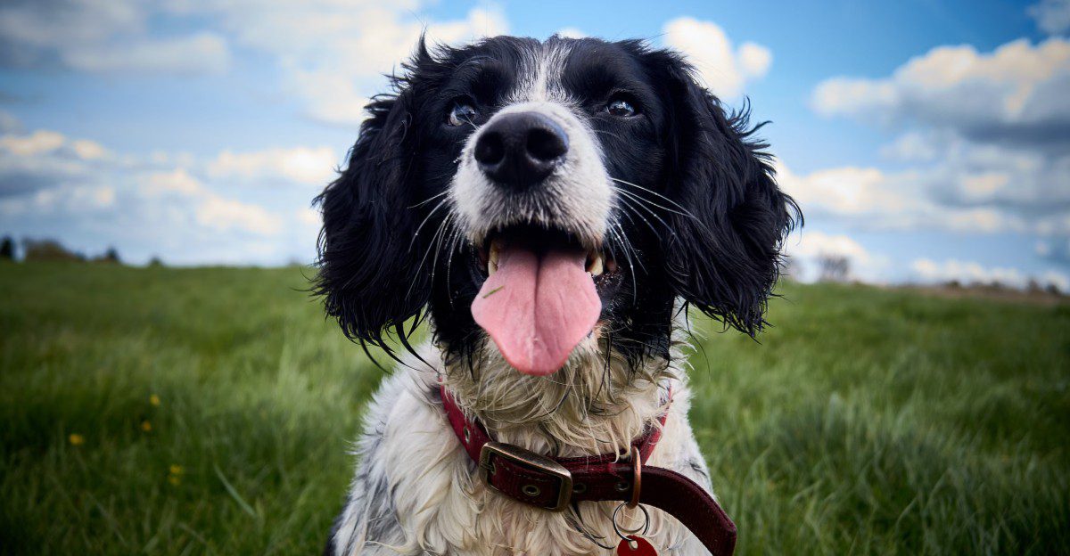 10 dog breeds that could be exactly what your household needs - even if they weren't on your original adoption list 1 featured image 10ffe0e509b9 80a1b8ba3c25