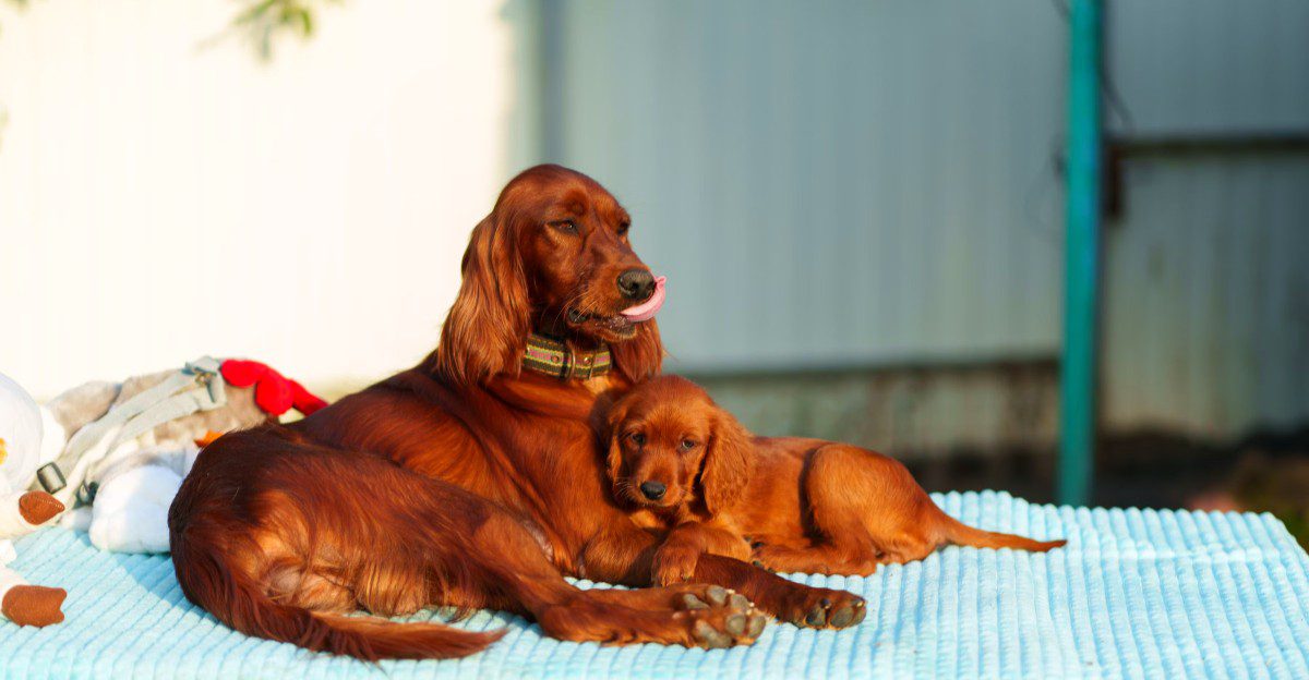 12 dogs with remarkable histories that fewer people encounter with every generation 1 featured image 11d7e9b2a728 2306682a1a5b
